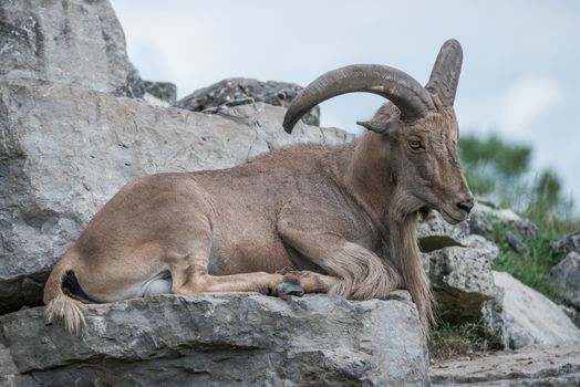 Mountain goat resting on a stone hill