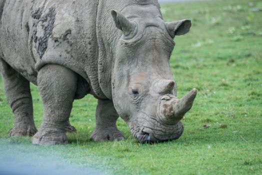 African rhino on a grass field in a wild life reserve