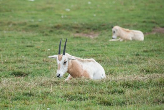 Mountain goat on a field in a wild life reserve