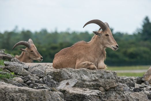 Mountain goat on a field in a wild life reserve