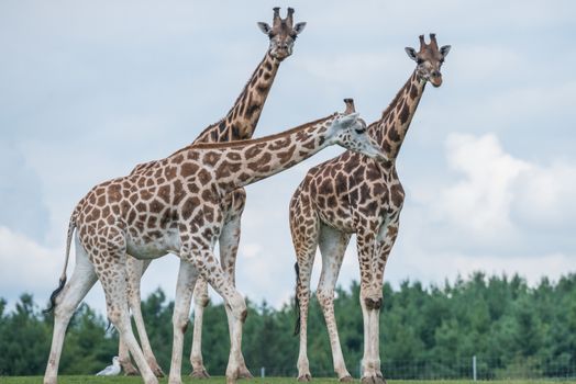 Details of giraffe life in a wildlife reserve 