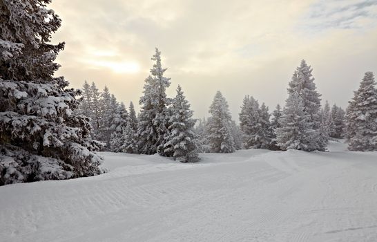 Forest in winter covered by snow