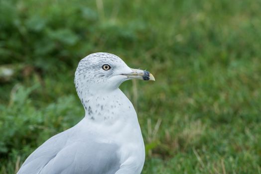 Seagull standing in a grass field in a wild life zoo