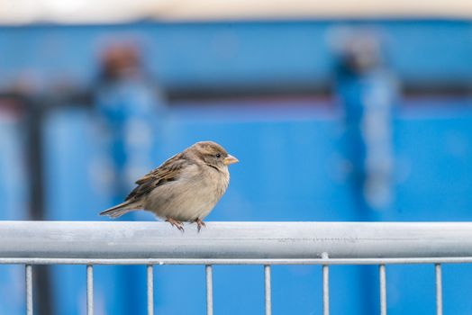 Tiny bird standing on a metal fence during a cold day with blue background