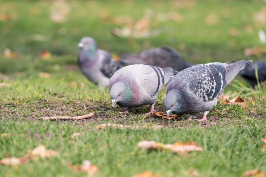 Wood Pigeons (Columba palumbu) looking for seeds as food in grass field