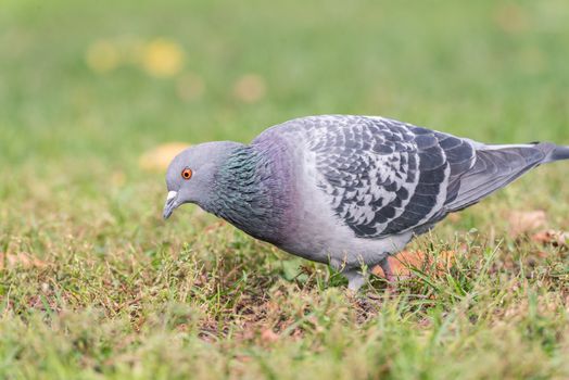Wood Pigeons (Columba palumbu) looking for seeds as food in grass field