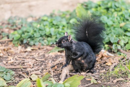 Black squirrel looking for food during autumn time in forest