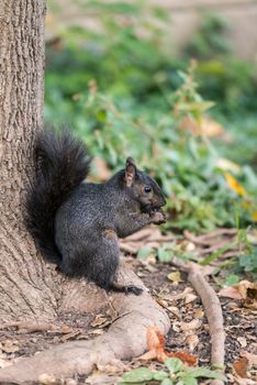 Black squirrel looking for food during autumn time in forest