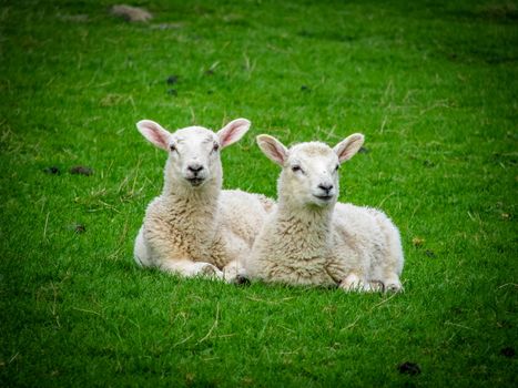 Two Lambs For Easter Resting On The Grass