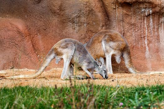 cute australian kangaroo relaxing outdoor agins red rock