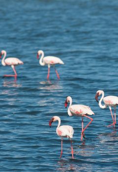 Wild flamingoes wading in shallow water