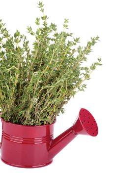 Bunch of Raw Fresh Green Thyme in Purple Tin Watering Can closeup on white background