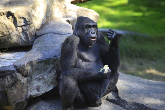 Gorilla eating cabbage in a zoo of San Francisco