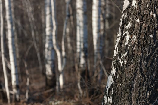 white birch trunk on blurred background