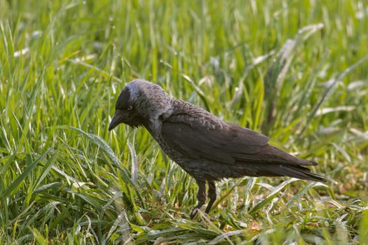Jackdaw (Corvus monedula) sits in the grass