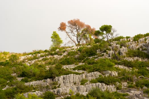 Trees on the hills in November 2013. Landscape view at the rural area in Catalonia near Barcelona