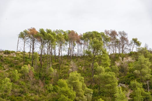 Trees on the hills in November 2013. Landscape view at the rural area in Catalonia near Barcelona