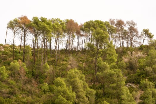 Trees on the hills in November 2013. Landscape view at the rural area in Catalonia near Barcelona