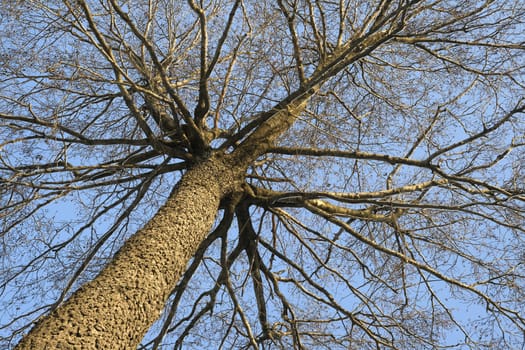 Winter tree against clear sky, view from below