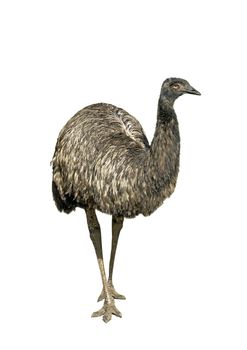 Ostrich emu isolated over white background