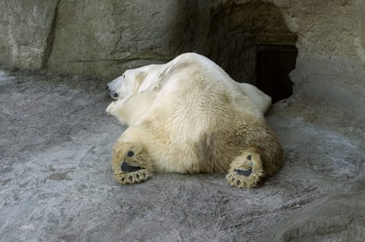 Sleeping polar bear in the Moscow Zoo
