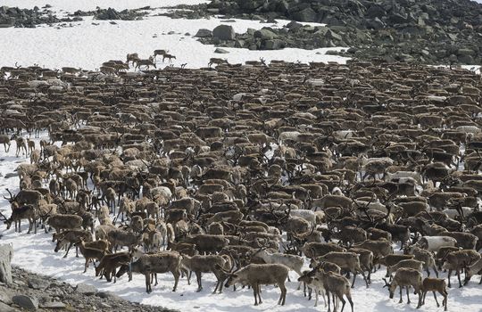 Herd of reindeers pasturing on a snow patch in Ural mountains