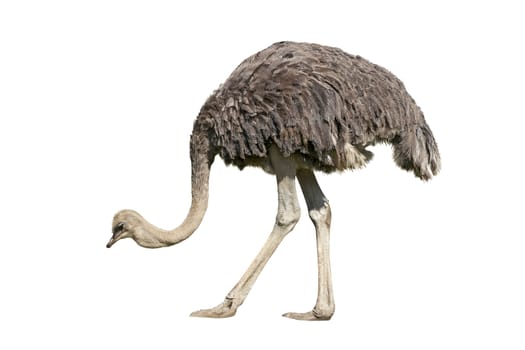 Ostrich emu isolated over white background