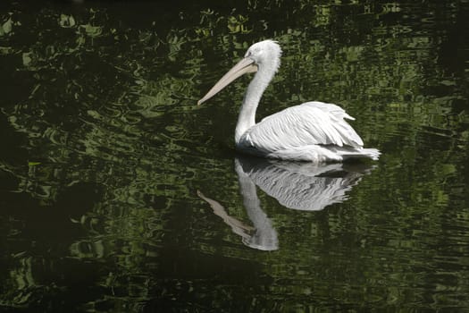 Pelican floating on a lake in Moscow zoo
