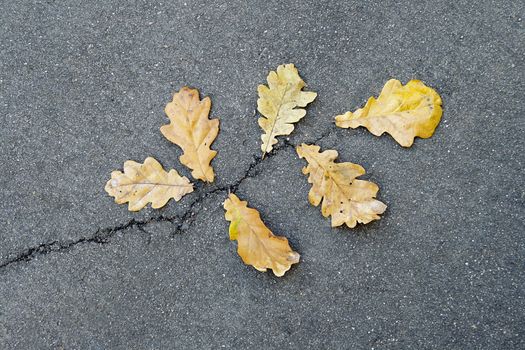 Dead oak leaves on asphalt in the shape of a branch