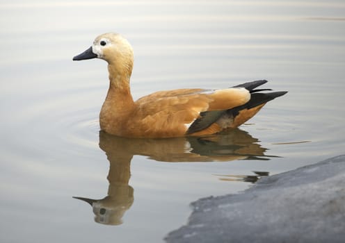 Ruddy sheldduck swimming in a lake in winter