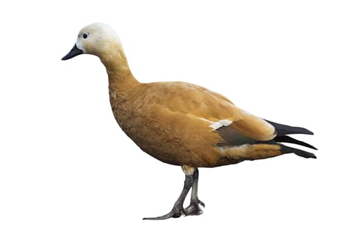 Ruddy sheldduck isolated over white background