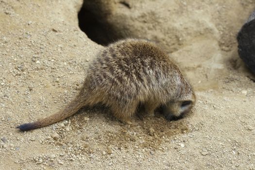 Meerkat digging a hole in the ground