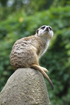 Meerkat at watch sitting on a big rock