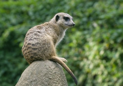 Meerkat at watch sitting on a big rock