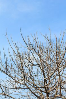 Dead tree branch against blue sky