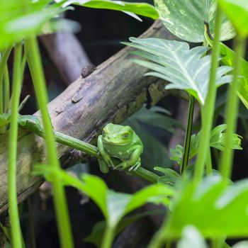 View of Green monkey frog in forest