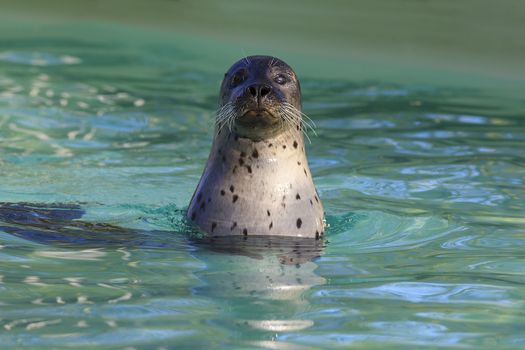 Head of cute swimming seal