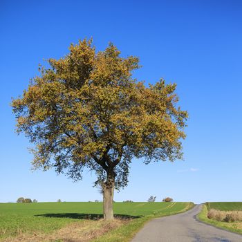 road with tree on a sunny day in autumn