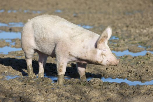 big pig on the farm 