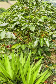 Coffee plant bearing ripe fruit on a farm in Costa Rica.