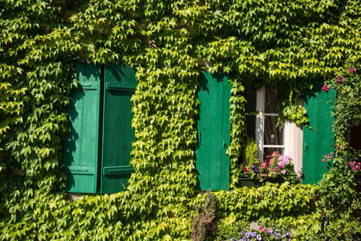 ivy covered windows