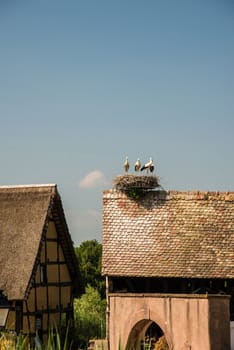 stork nest on roof