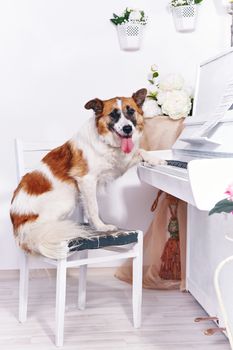 Dog and piano. Dog and musical instrument. Music and animal.