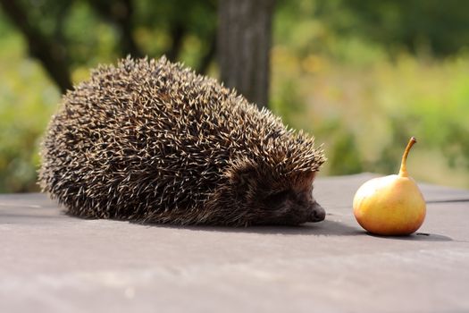 Hedgehoc with pear