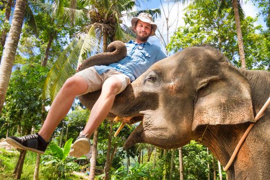 Domesticated elephan lifting a tourist with his trunk.