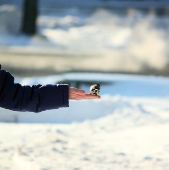 titmouse on a human's hand in a winter park