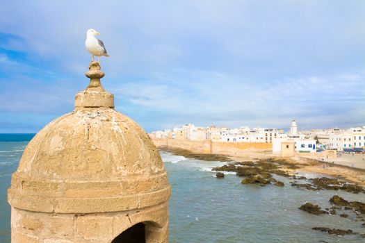Seagull looking at Essaouira, city at Marrakech Tensift Al Haouz, on the Atlantic coast. It has also been known by its Portuguese name of Mogador. Morocco, north Africa.