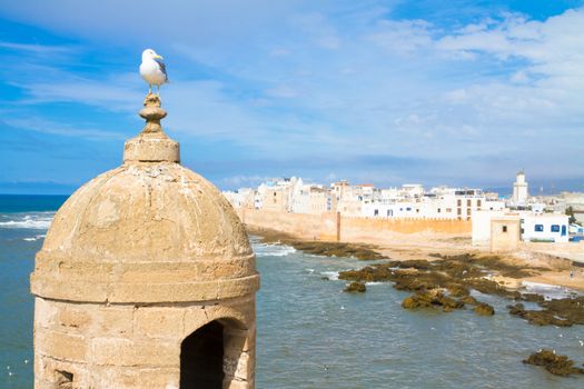 Seagull looking at Essaouira, city at Marrakech Tensift Al Haouz, on the Atlantic coast. It has also been known by its Portuguese name of Mogador. Morocco, north Africa.