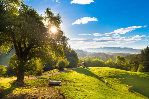 Cows grazing in the countryside in idyllic rural areas of Slovenia, Europe. Morning sunbeams shine trough the branches of apple tree.