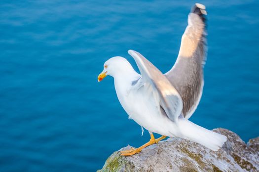 Sea gull at a beach near Gibraltar.